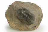 Reedops Trilobite - Atchana, Morocco #310641-3